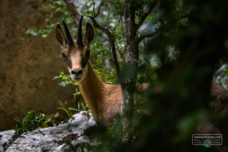 photo chamois canyon  verdon